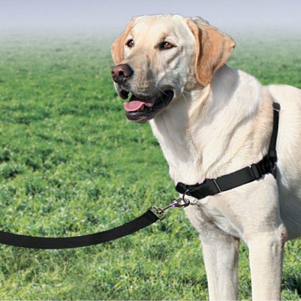 PetSafe Easy Walk Harness & Lead - Front Attachment - DogCulture