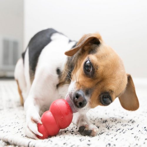 Boredom Busters for Dogs - DogZone Australia