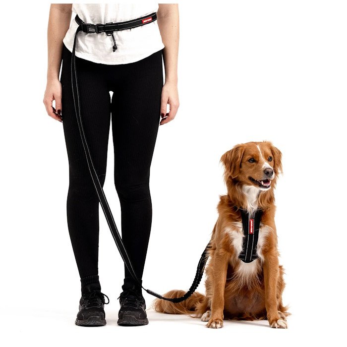 Dog leash for running hands free best sale