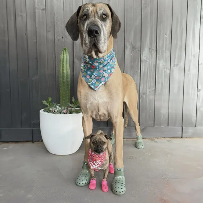 WagWear WagWellies Mojave Dog Boots_Pink & Sage