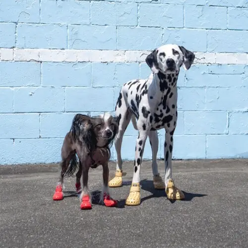 WagWear WagWellies Mojave Dog Boots_Sand & Red