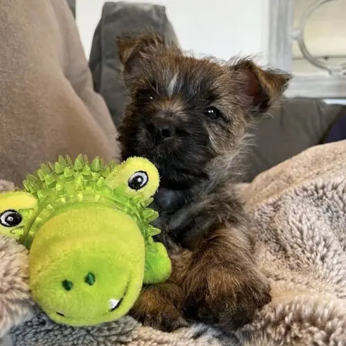 Spunky Pup Lil Bitty Squeakers_gator_LS