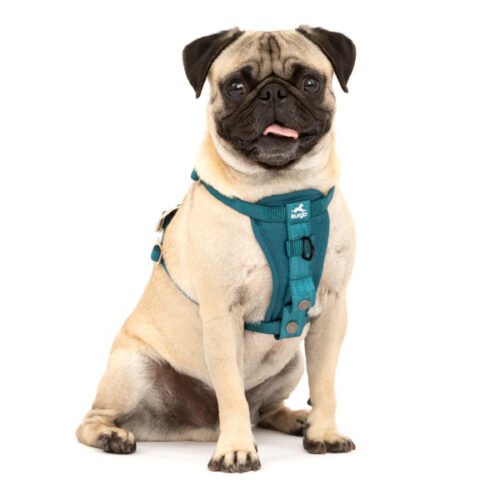 Kurgo Enhanced Strength Tru-Fit Dog Car Harness with Restraint_blue